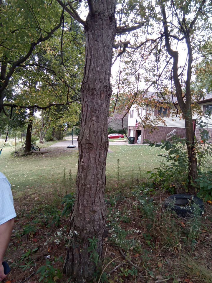 Tree Removal using Tree Removal by Mike Jones & Sons Tree Service LLC 