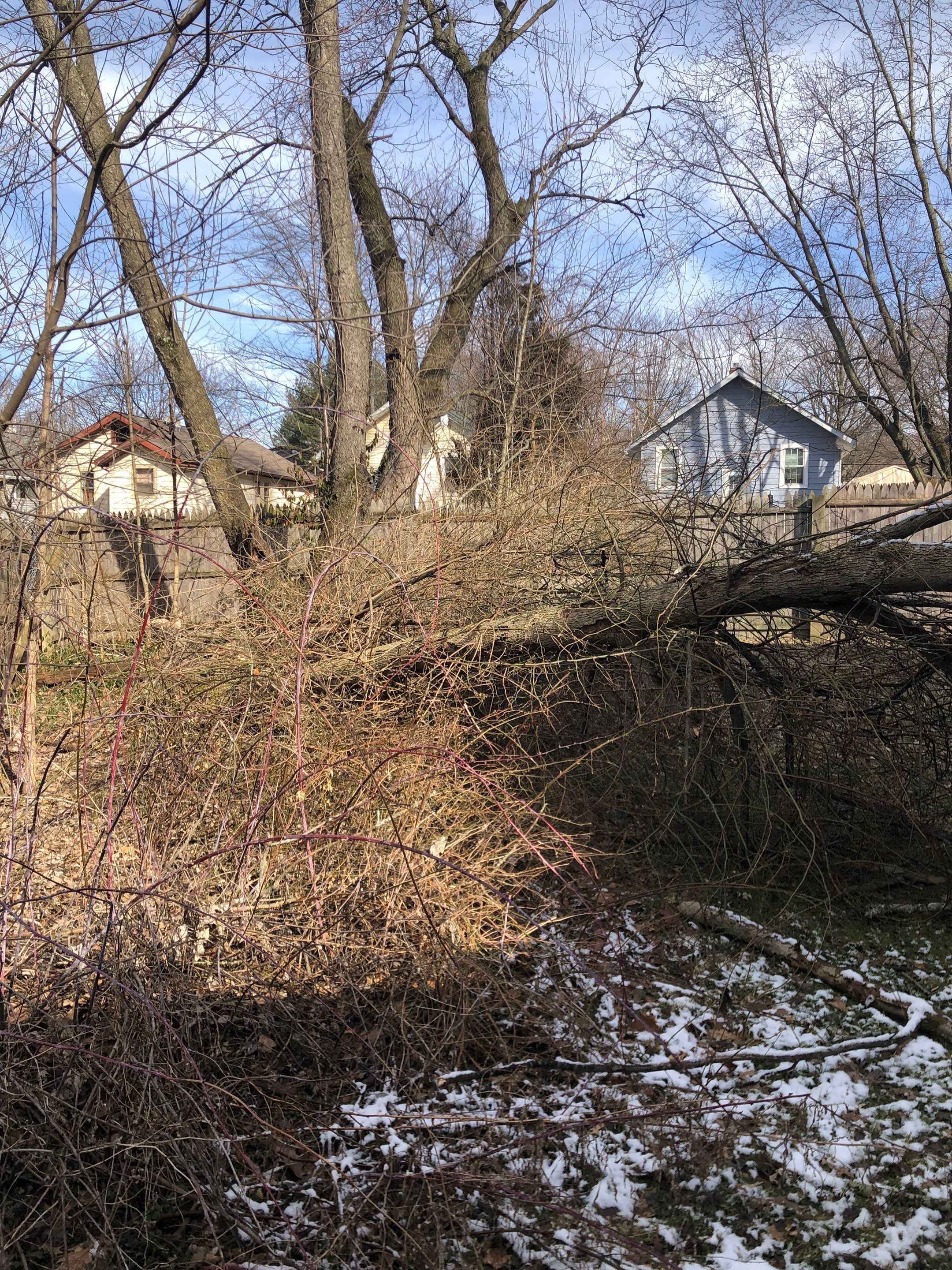 Tree Removal using Tree Removal by Mike Jones & Sons Tree Service LLC 