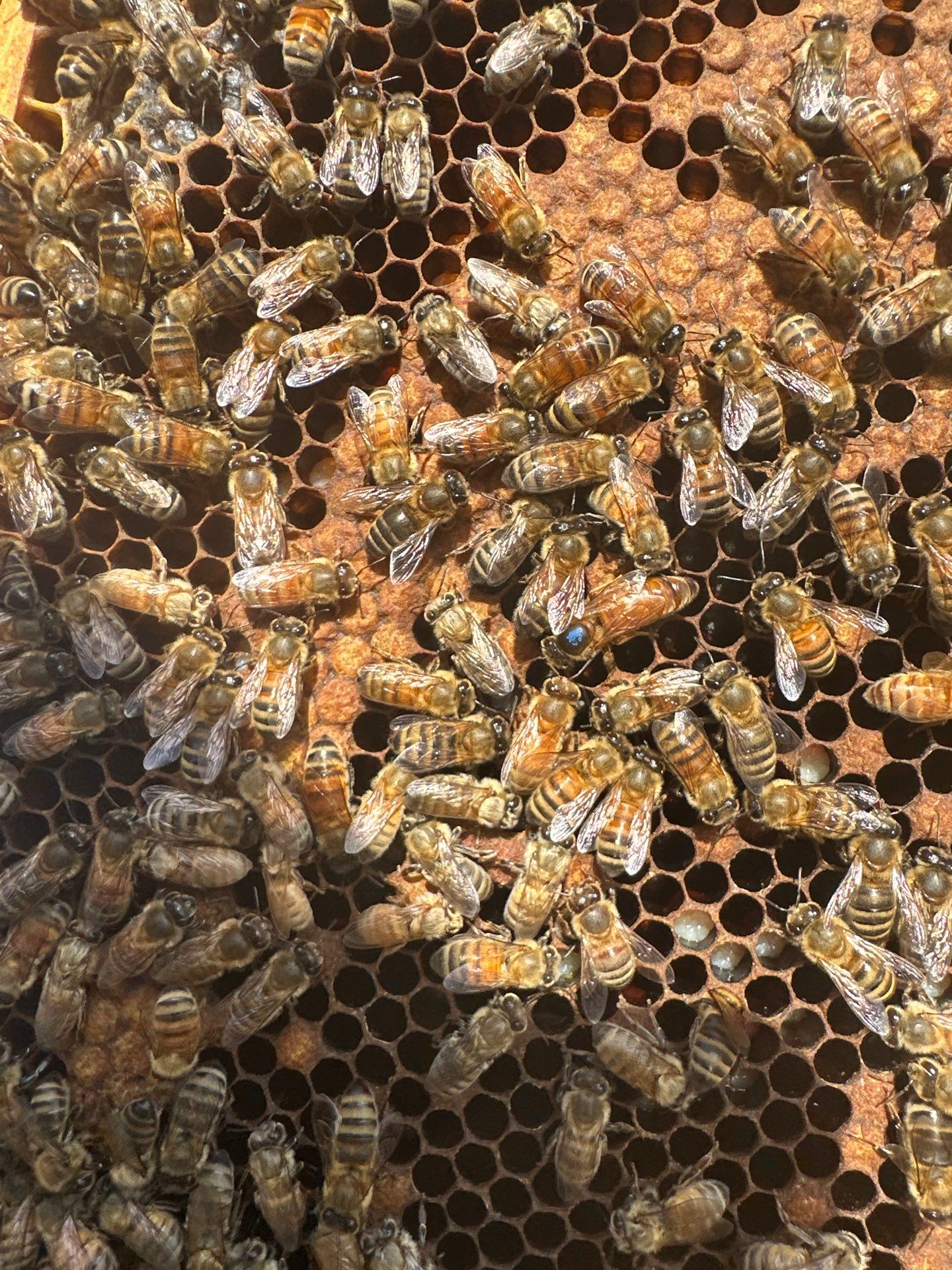 Bees for Ag. Exemption in Rockwall by Rockwall Honey Bee Company