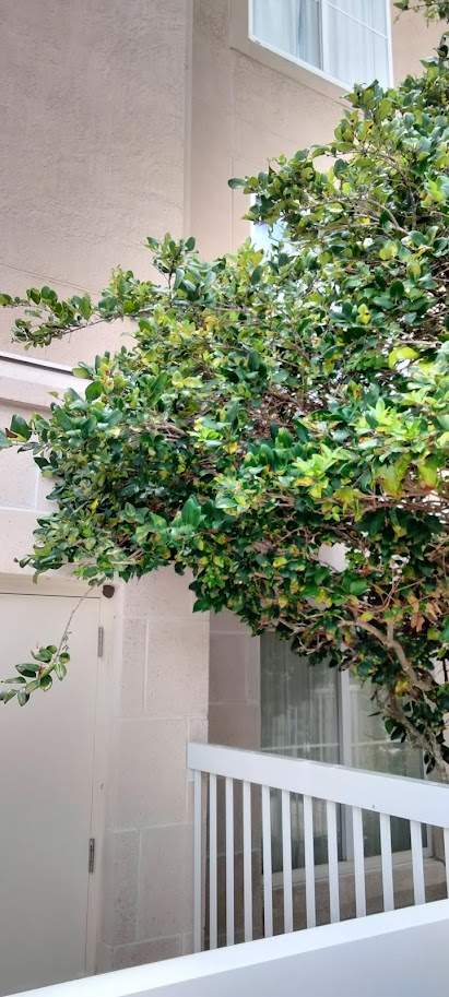 Homewood Suites | Tree Service by ProGreen Services