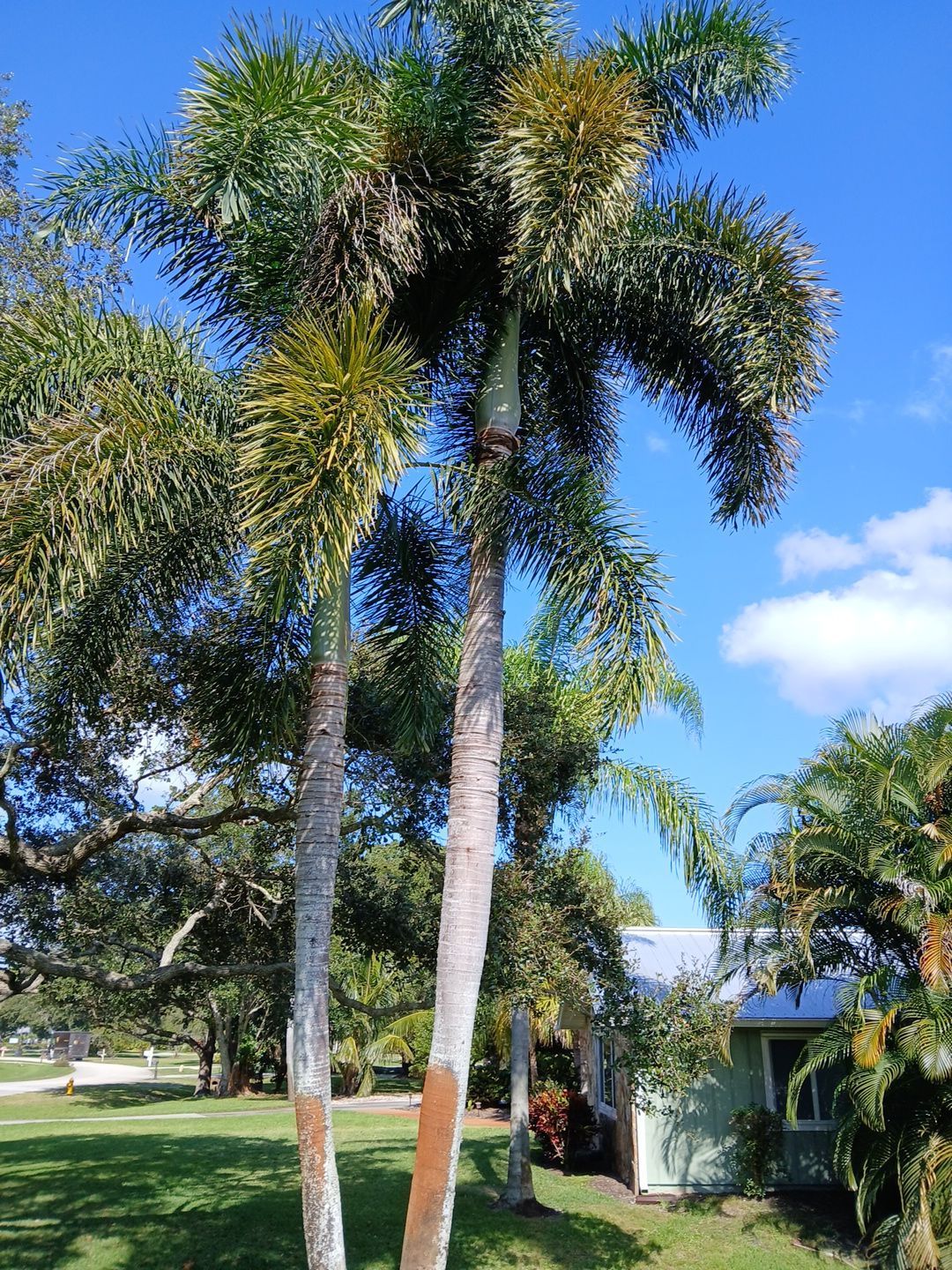 🌴✨ “Crane Creek Snip, Tip & Tune-Up” ✨🌴 by Alpha Zeta Enterprises Inc