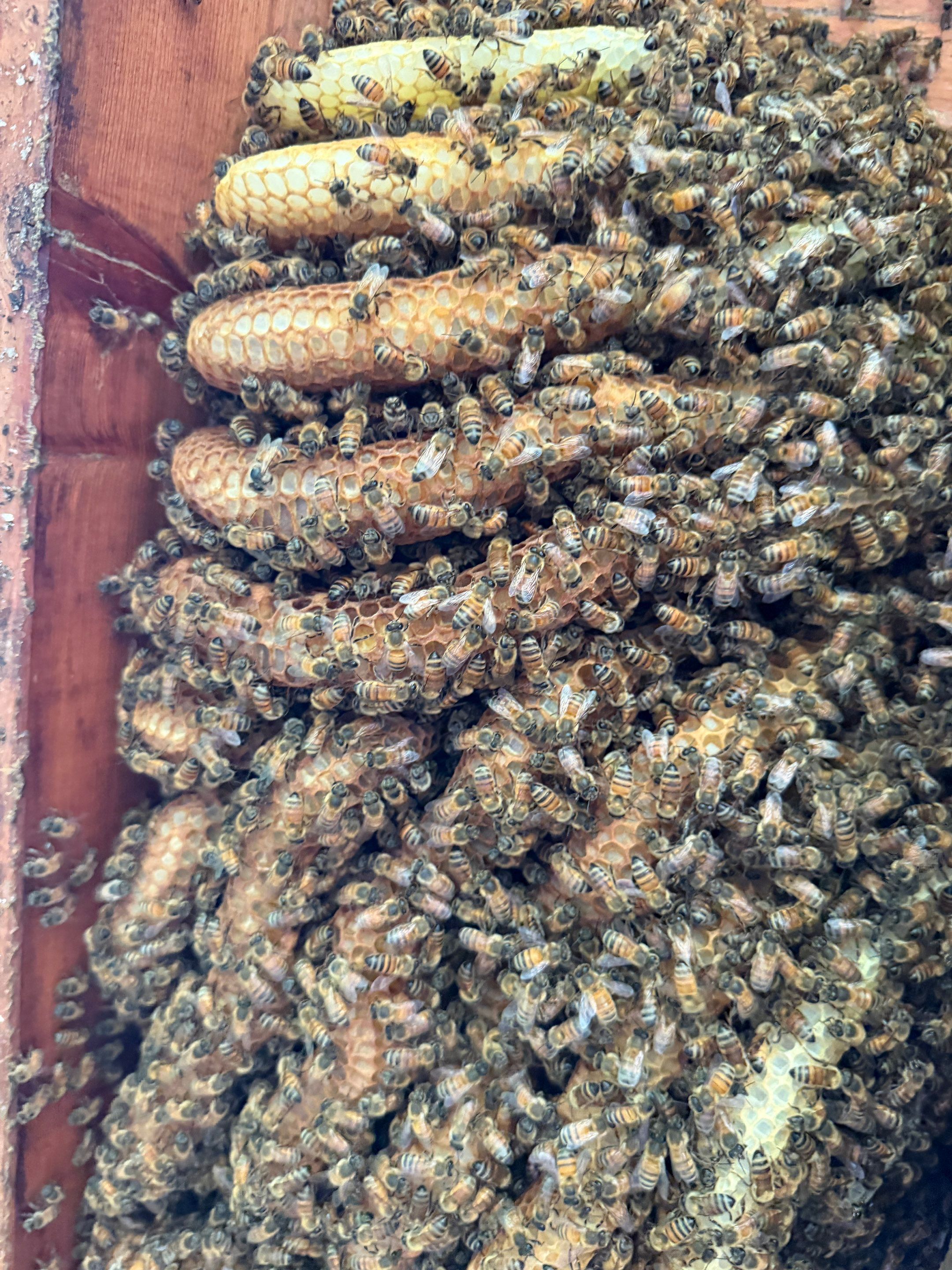 Love this house! by Rockwall Honey Bee Company