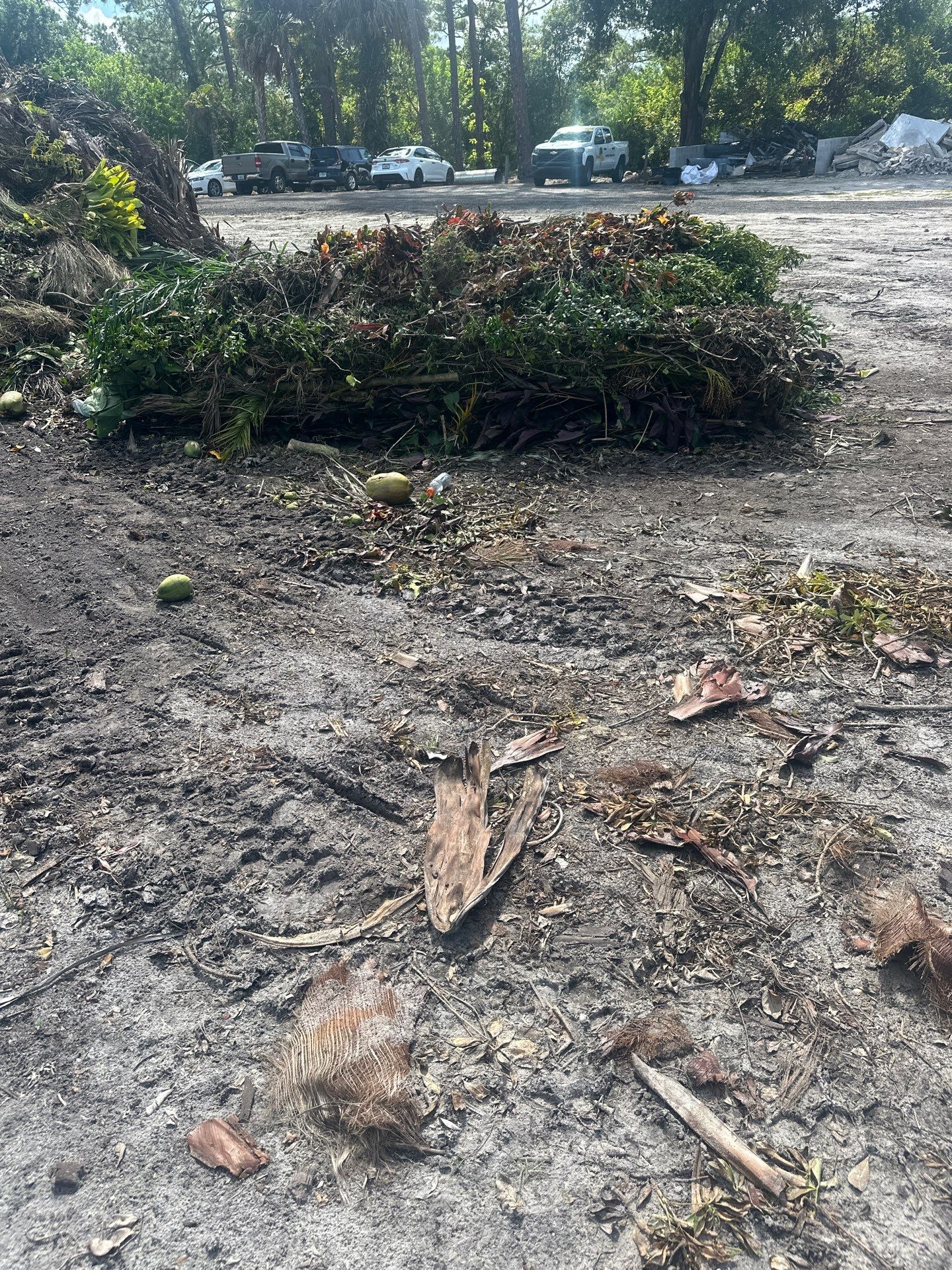 🌱 Evergreen Residential Cleanup — Palm City by Alpha Zeta Enterprises Inc