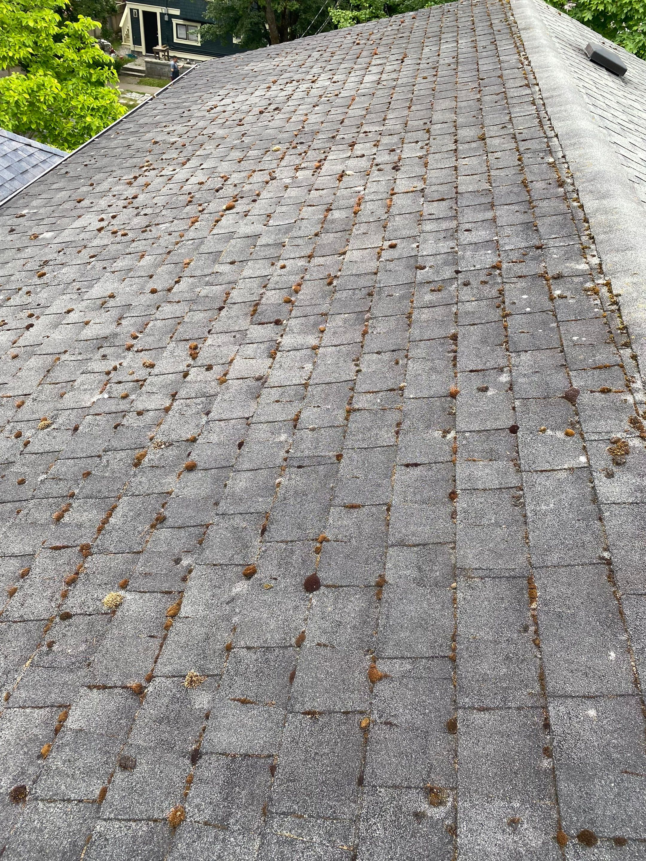 Soft Wash Shingles & Siding - Gutter Cleaning - Fascia Painting  by YVR Construction Group