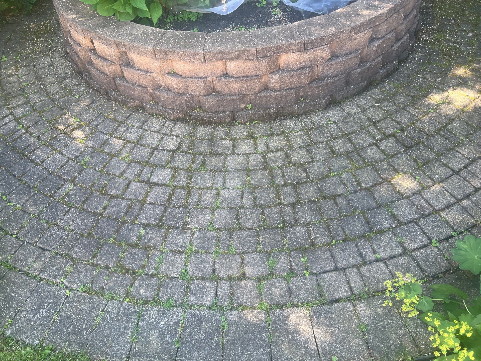 concrete cleaning using Algaecide, soft wash soap by Northern Power Washing LLC.