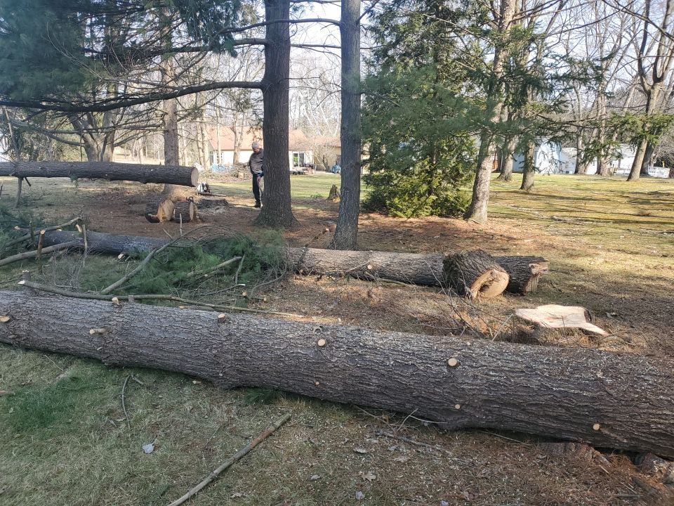 Tree Removal using Tree Removal by Mike Jones & Sons Tree Service LLC 