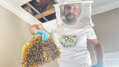 Hiding Bees