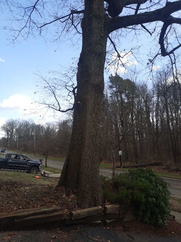 Tree Trimming using Tree Pruing by Mike Jones & Sons Tree Service LLC 