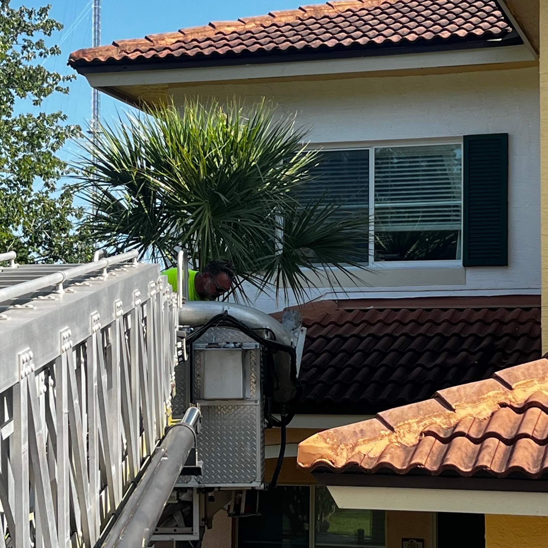 Palm Tree Trimming | IL Villagio Condominiums by ProGreen Services