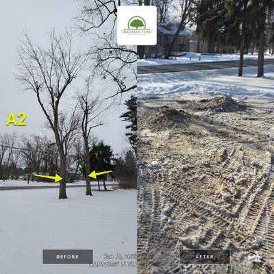 Tree Removal: Future Drive install 