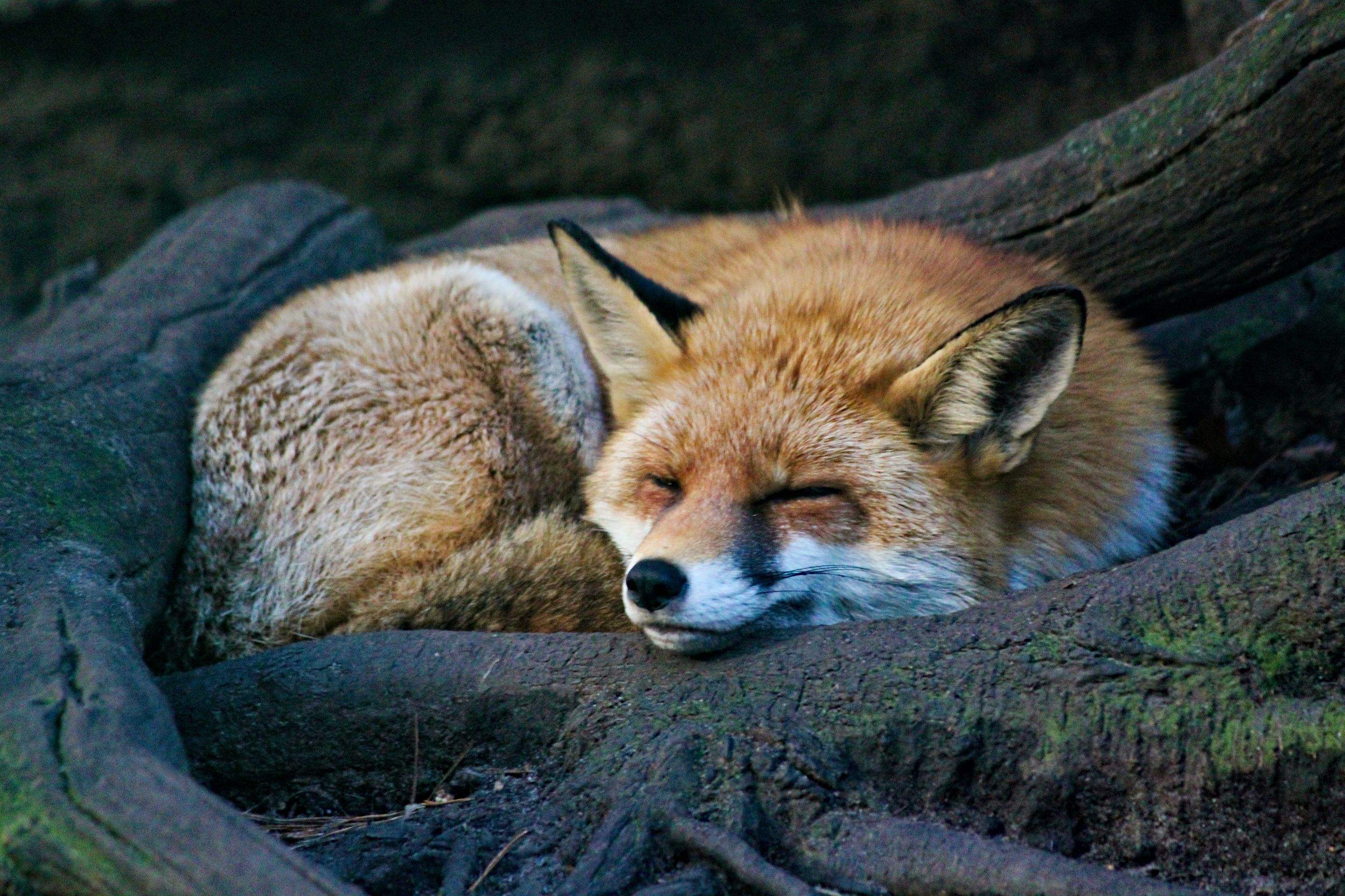 Animals using Ruby by CompanyCam