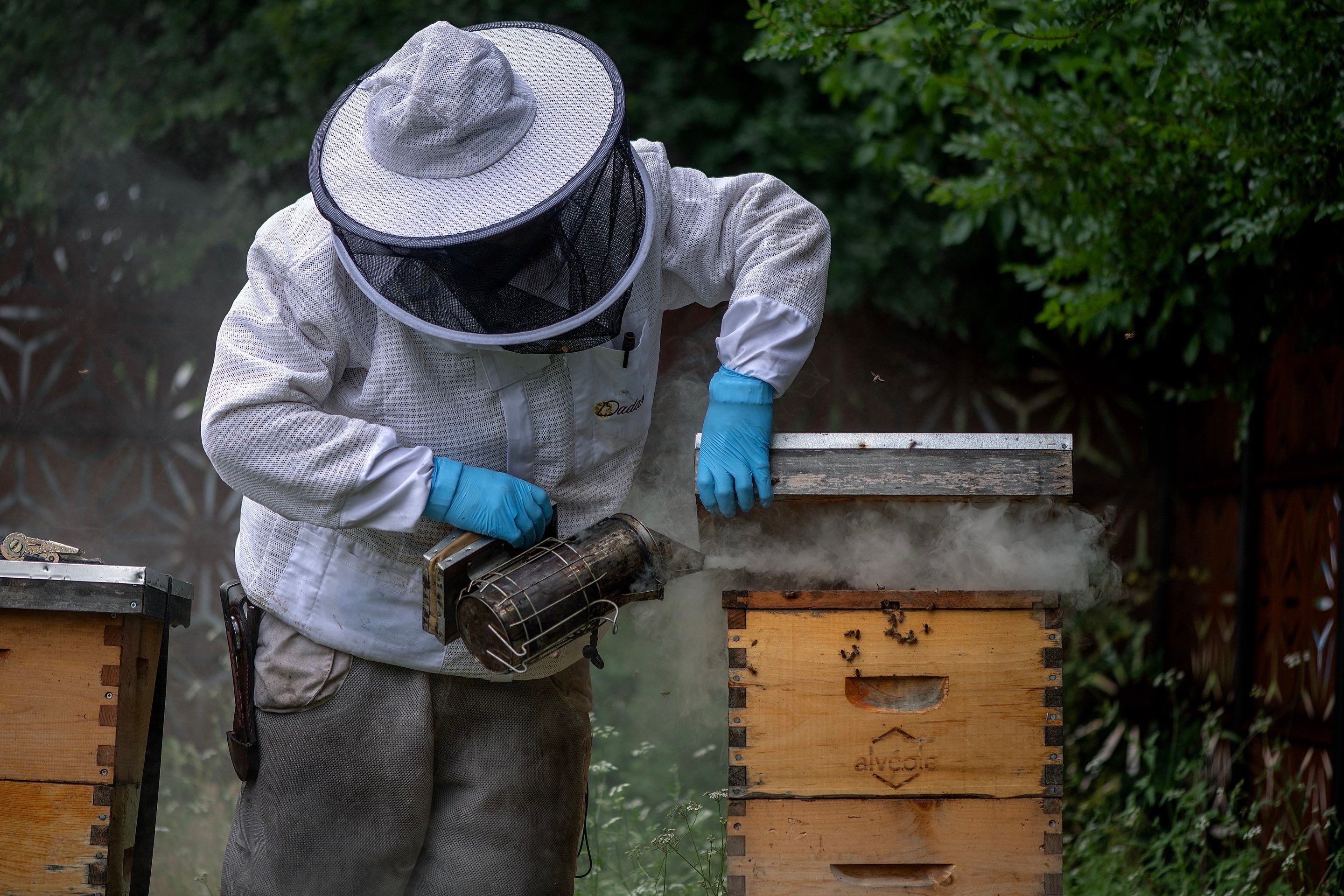 Urban Beekeeping in Dallas by Rockwall Honey Bee Company