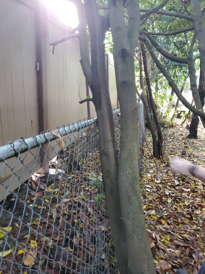 Tree Removal using Tree Removal by Mike Jones & Sons Tree Service LLC 