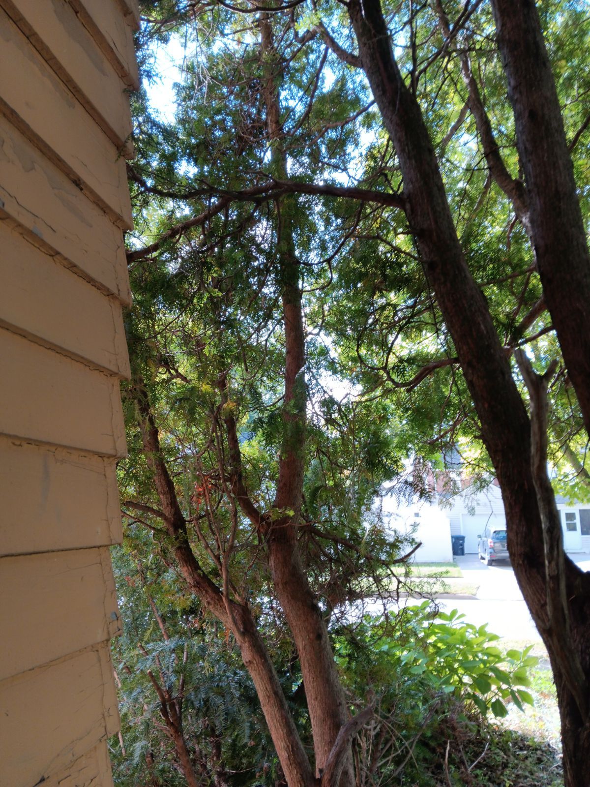 Tree Removal using Tree Removal by Mike Jones & Sons Tree Service LLC 