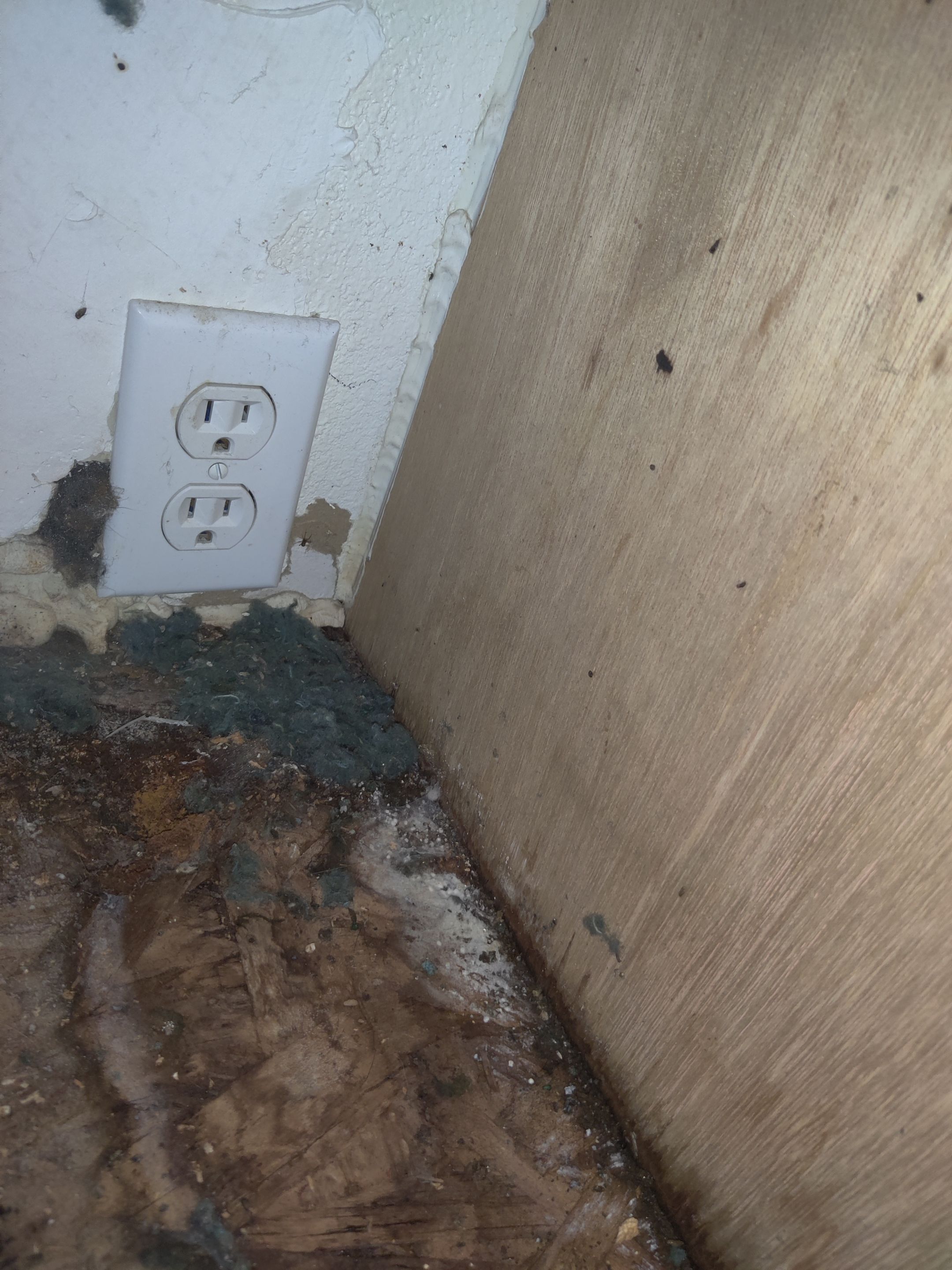 Mold Remediation using Containment by Accountable Home Services