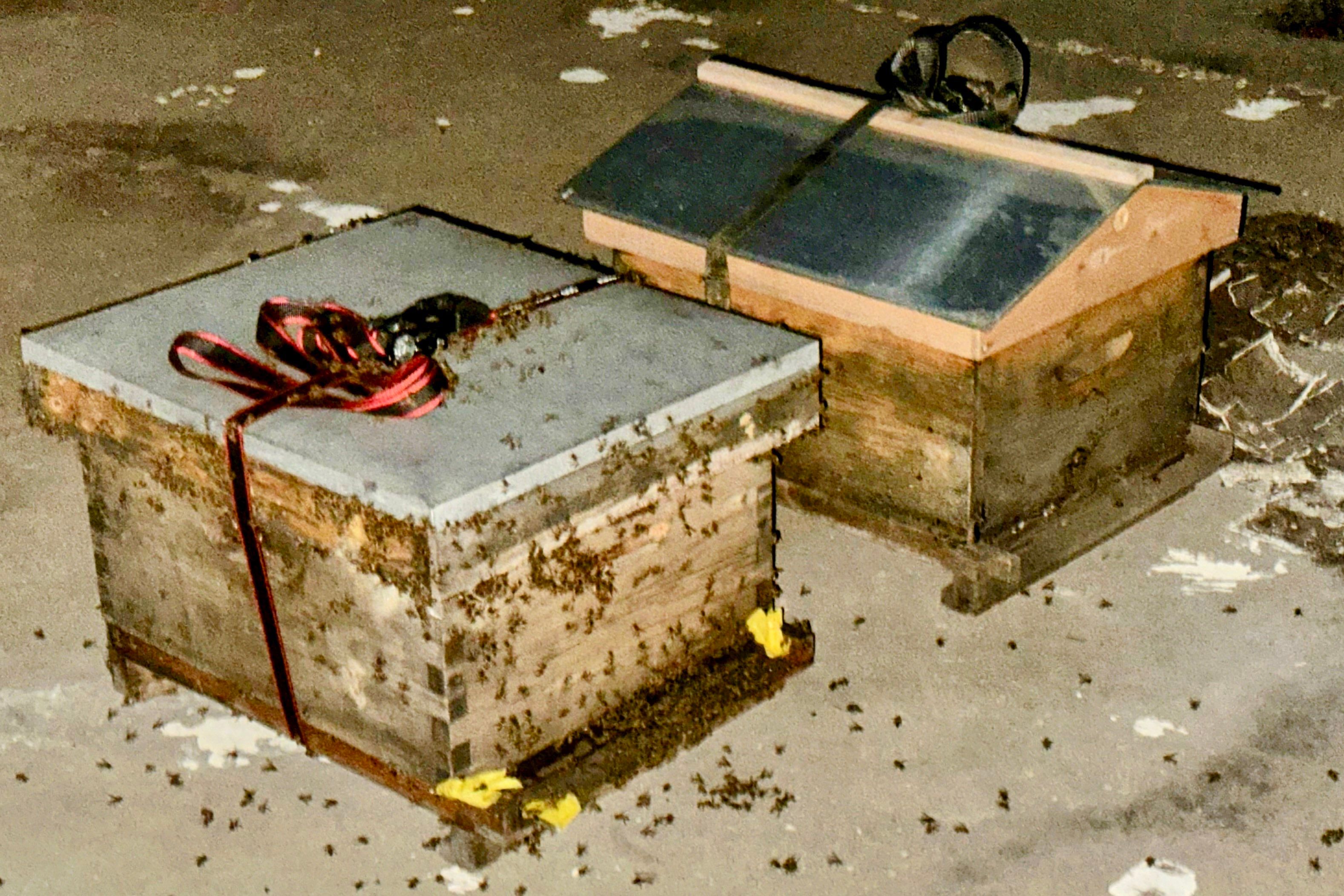 Rabbit Ridge Apiary by Rockwall Honey Bee Company