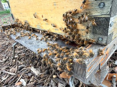 Urban Building Bees