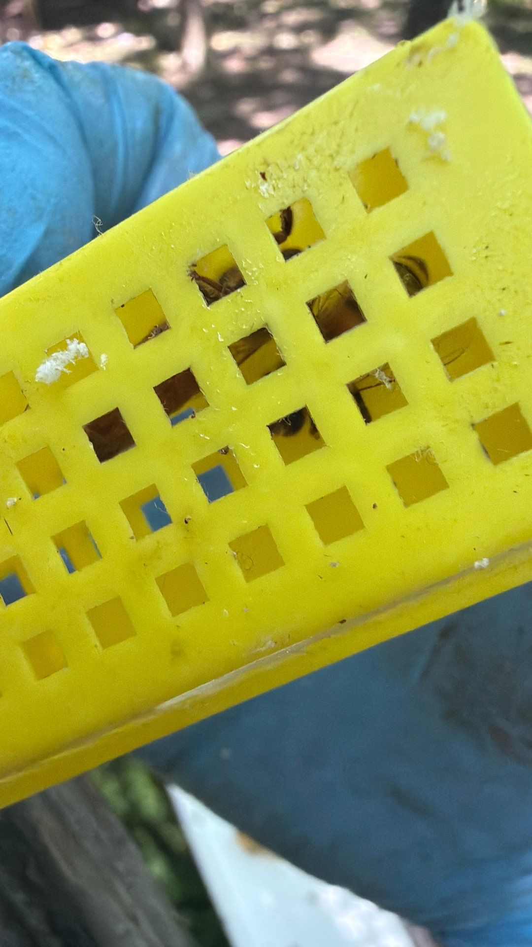 Bee Auth-ority by Rockwall Honey Bee Company