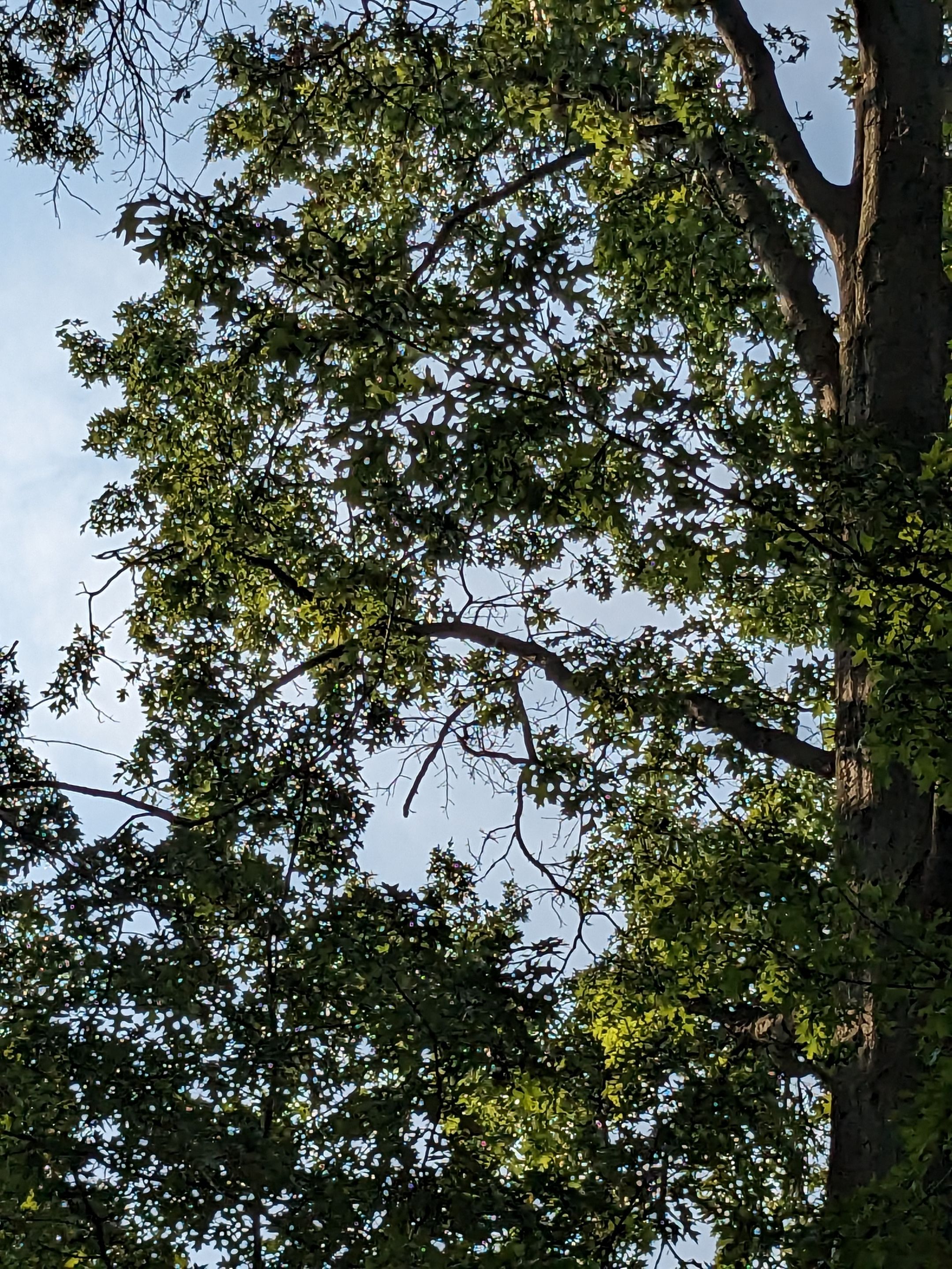 Tree Trimming using Tree Pruing by Mike Jones & Sons Tree Service LLC 