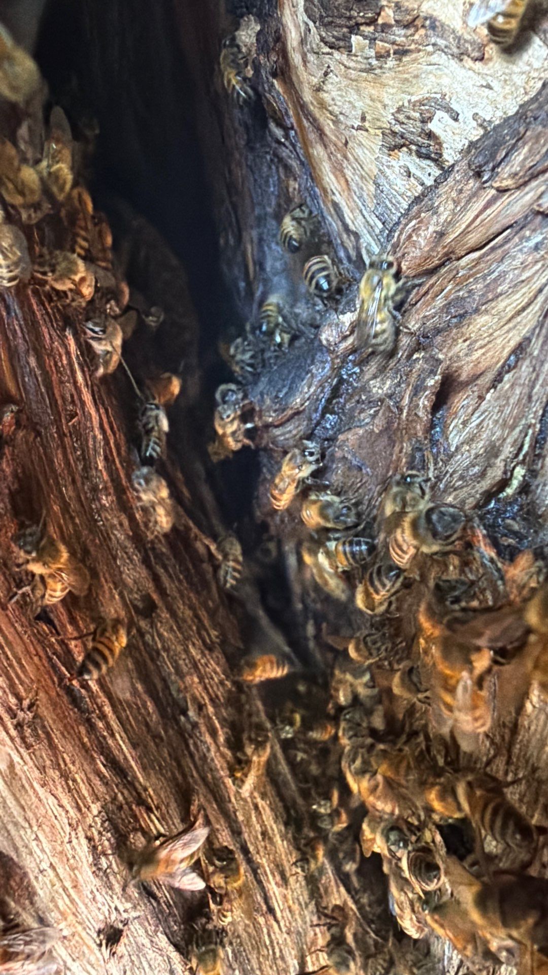 Cavern-Crack Tree Bees by Rockwall Honey Bee Company