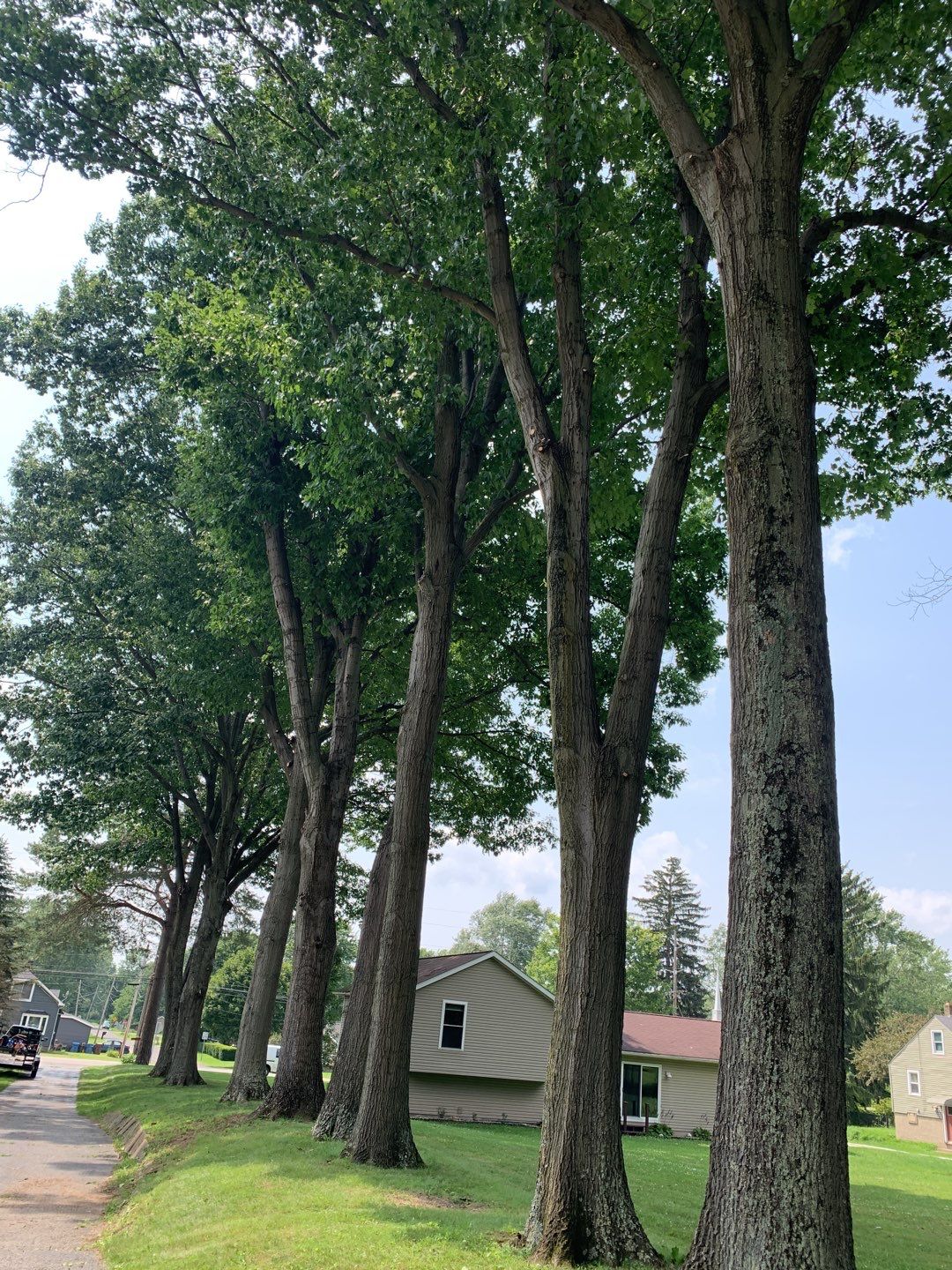 Tree Trimming by Mike Jones & Sons Tree Service LLC 