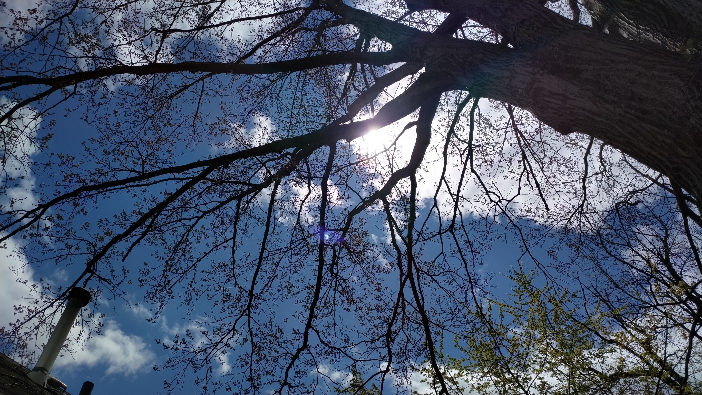 Tree Trimming using Tree Pruing by Mike Jones & Sons Tree Service LLC 