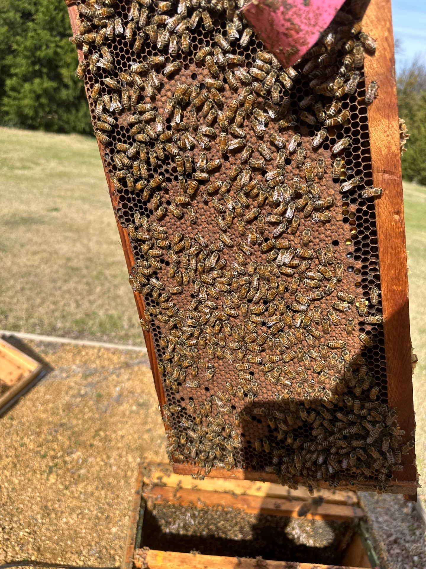 Urban Bees in Richardson by Rockwall Honey Bee Company