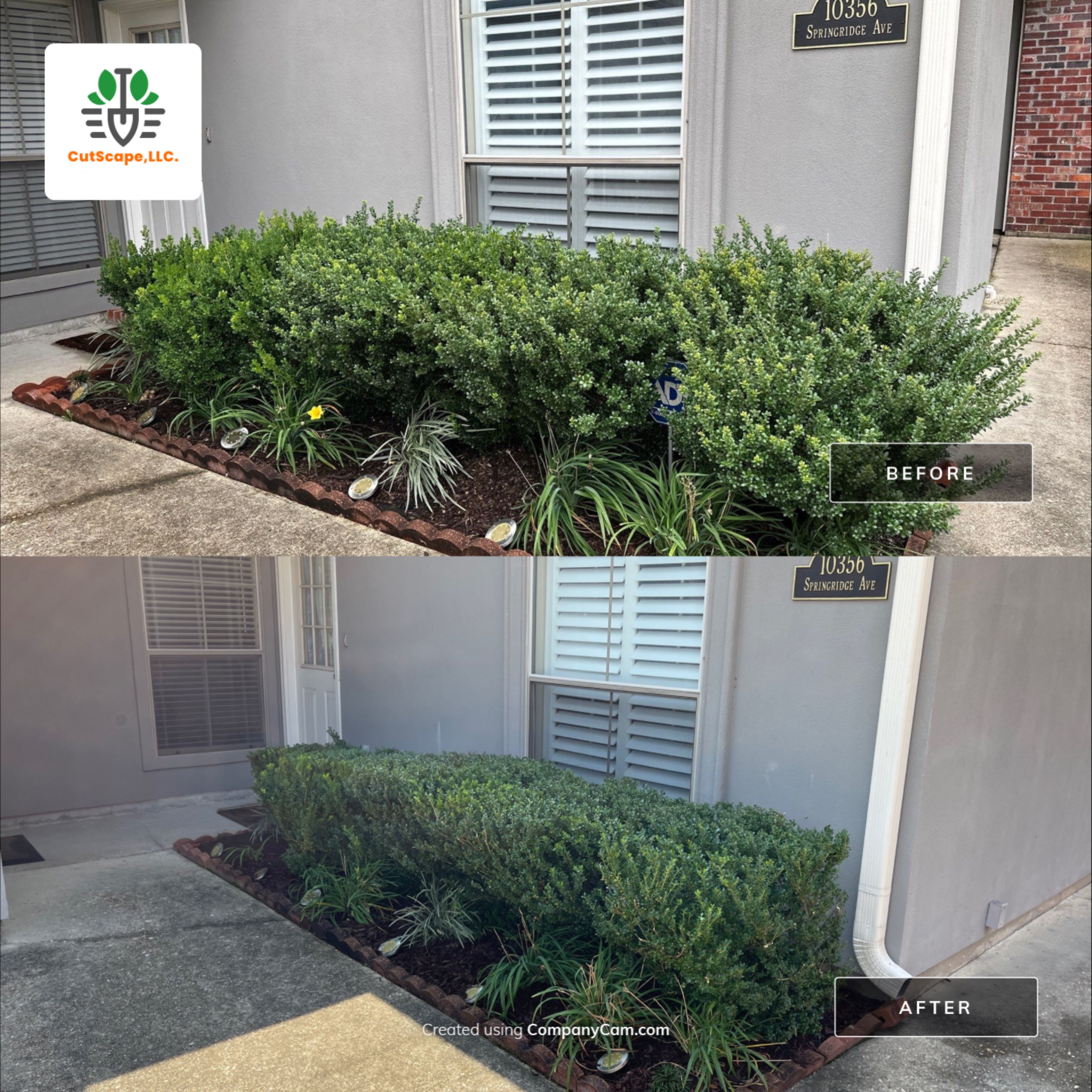 HEDGE TRIM / BED CLEAN / MULCH INSTALL using BROWN MULCH "BARK BRITE" by CutScape, LLC.