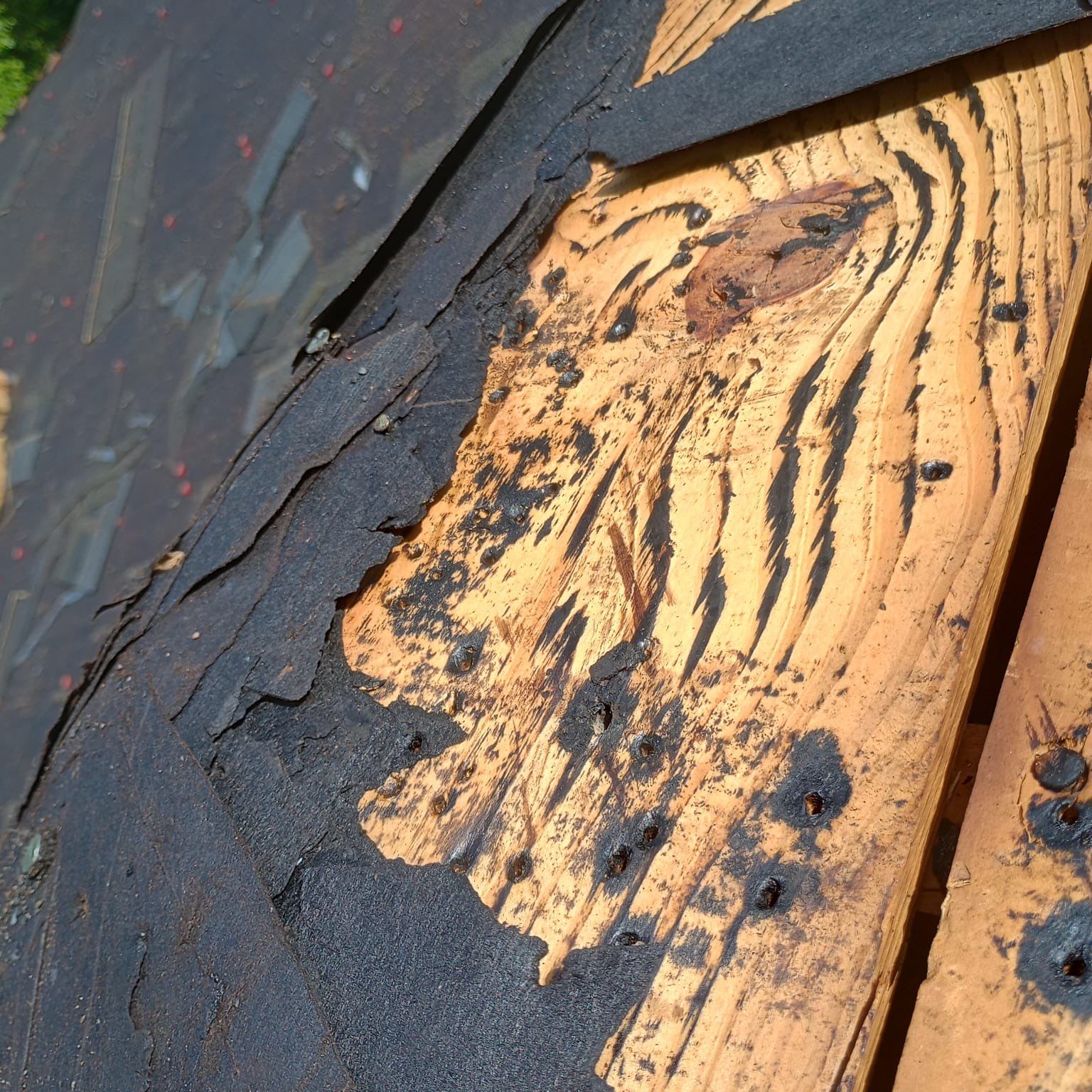 Superior Roofing Solutions: Atlas Pinnacle Pristine Installation by Talya Roofing