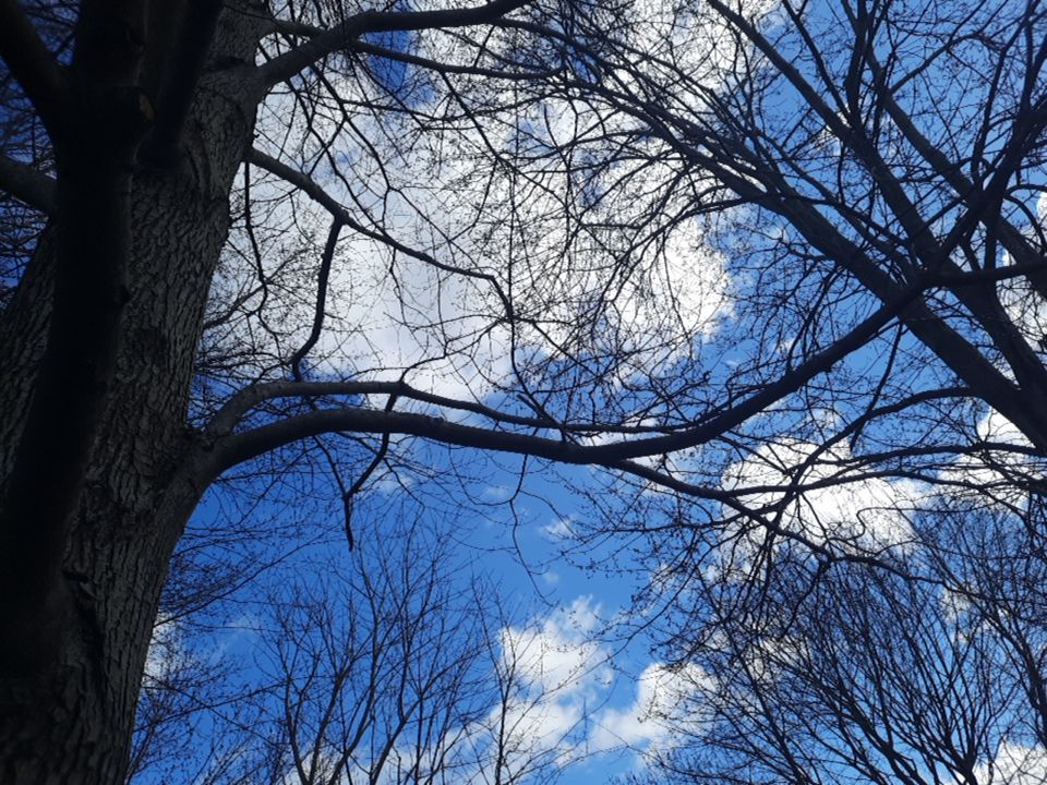 Tree Removal using Tree Removal by Mike Jones & Sons Tree Service LLC 