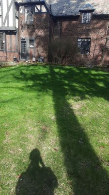 Tree Removal using Tree Removal