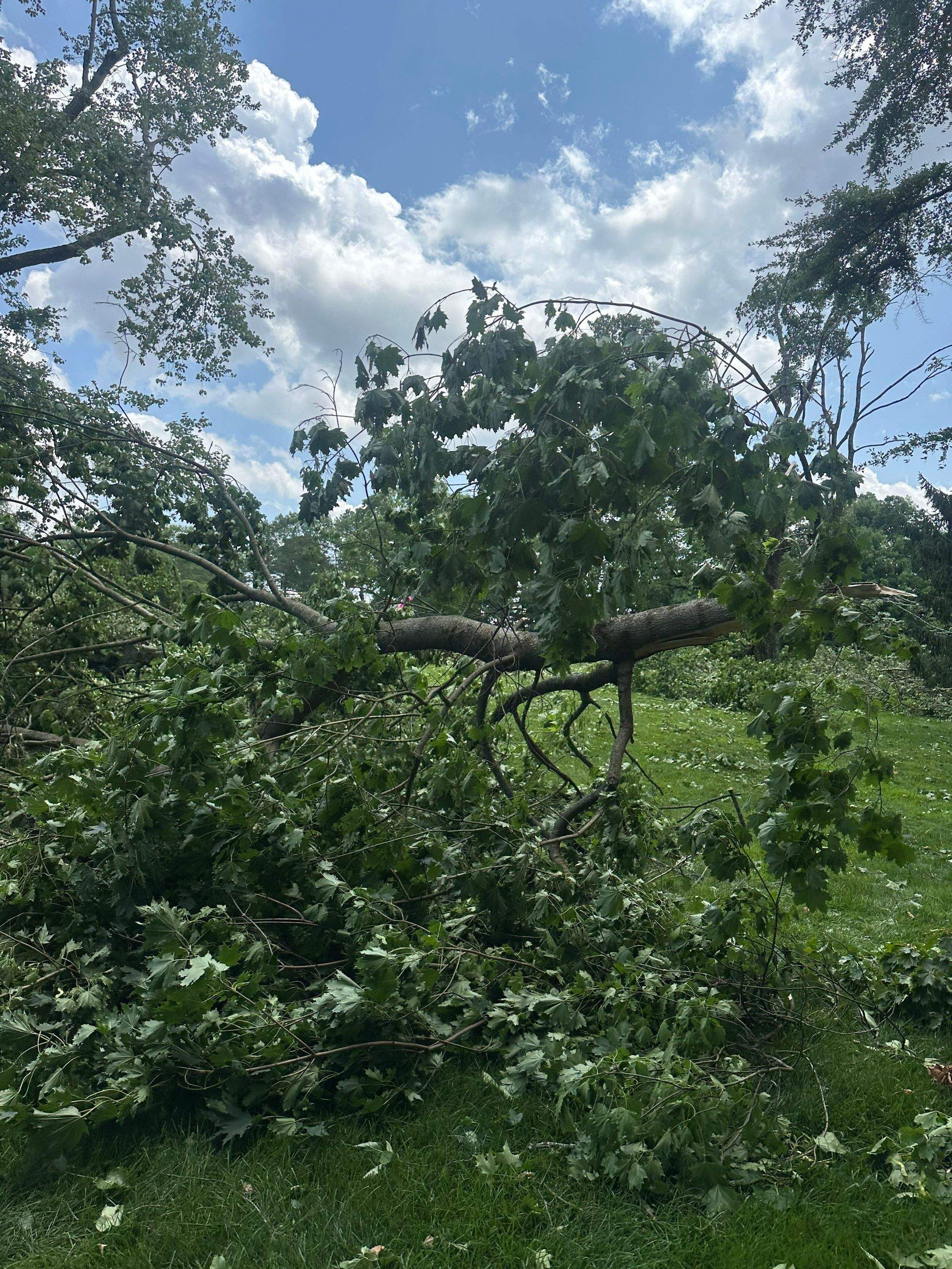 Emergency Tornado Damage Cleanup and Hazardous Tree Removal in Harrison by Fox Hill Luxury Real Estate Services