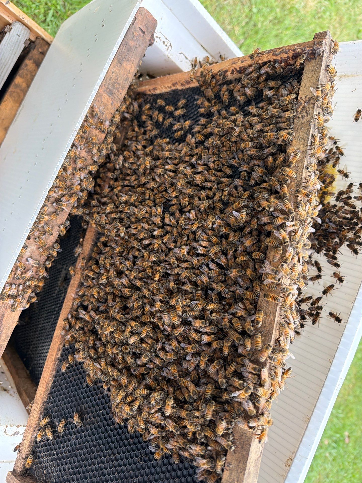 Rockwall Swarm: Downtown Construction Site by Rockwall Honey Bee Company