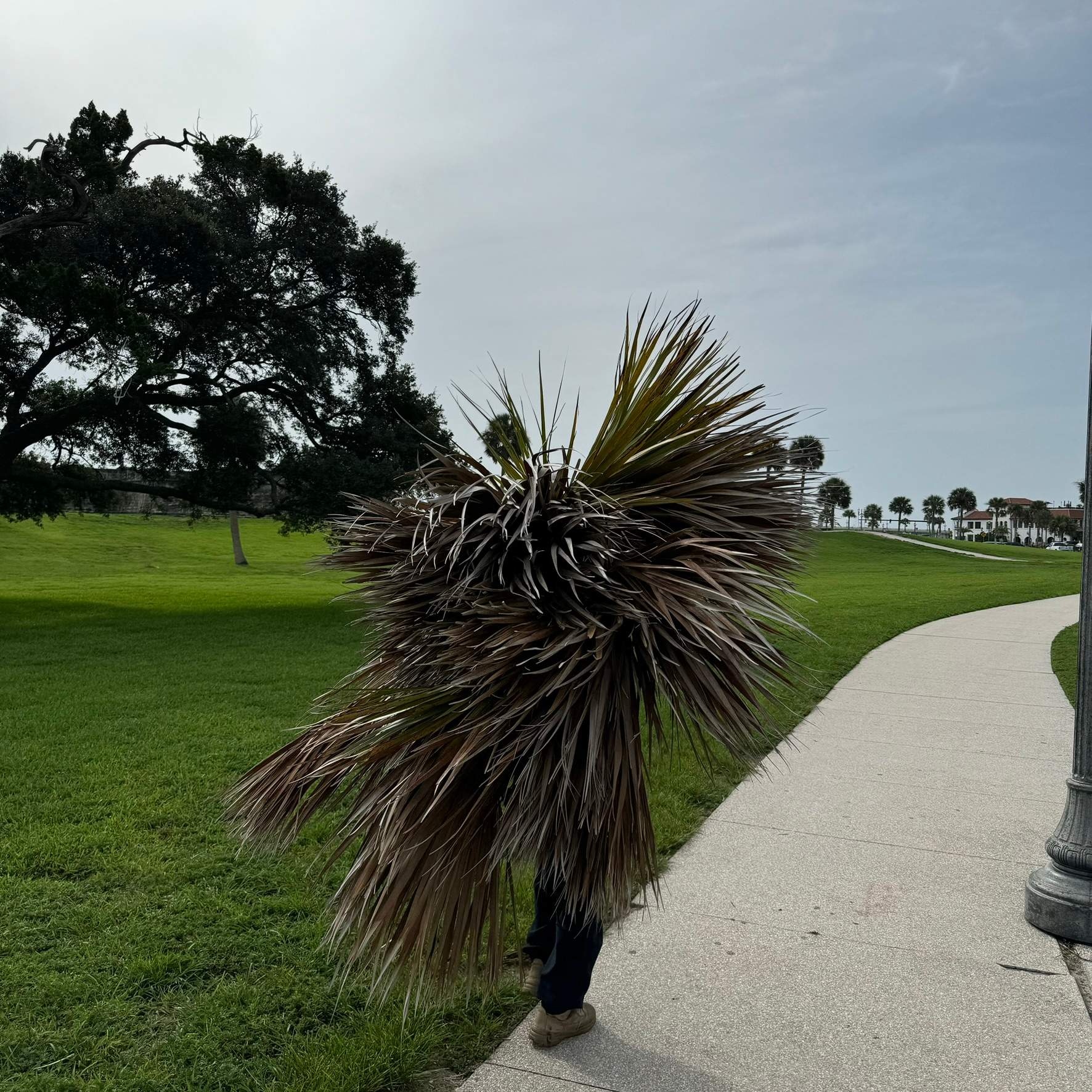 Tree Work | Castillo de San Marcos National Monument 2 by ProGreen Services