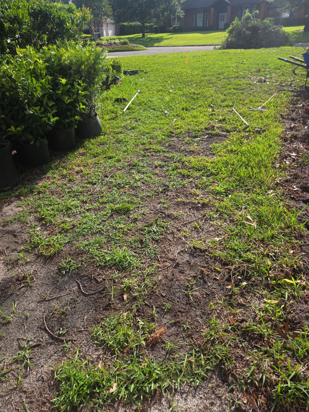 Deerwood Resident | Landscaping & Sod by ProGreen Services