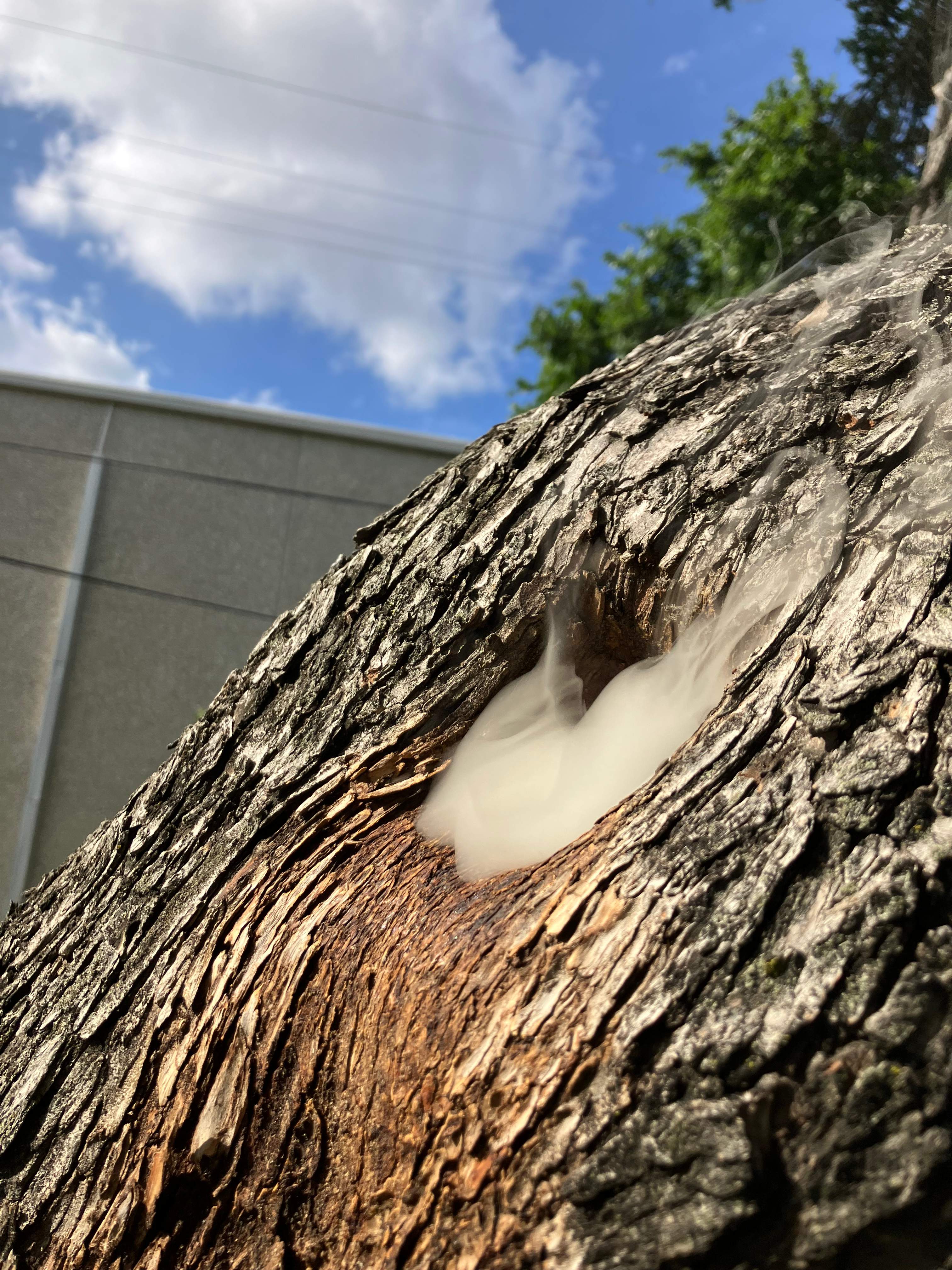 Favorite Tree Job by Rockwall Honey Bee Company