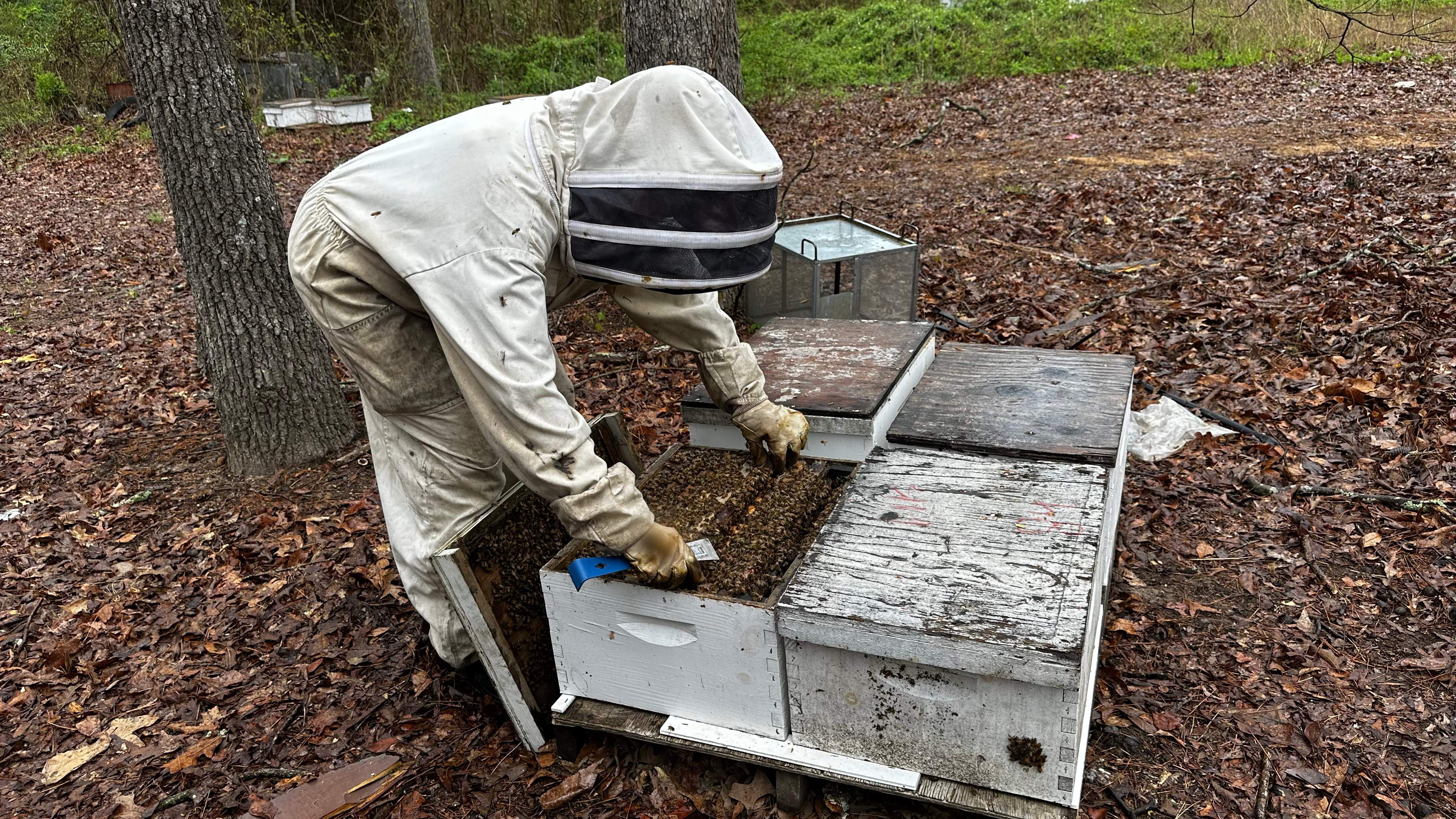 BeeGirl ETX HQ by Rockwall Honey Bee Company