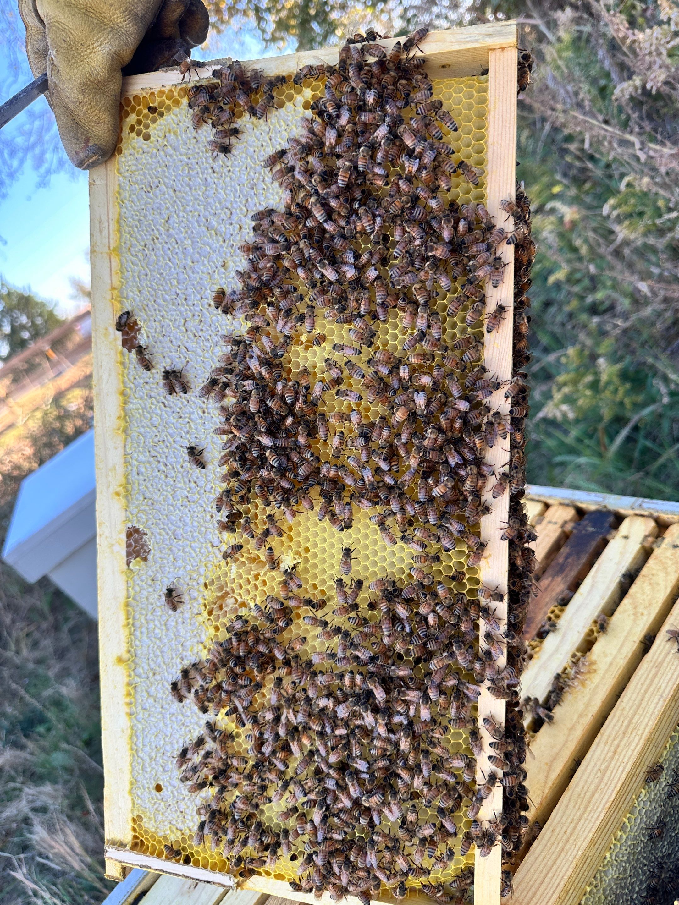 Honey-Maker Apiary in Greenville by Rockwall Honey Bee Company