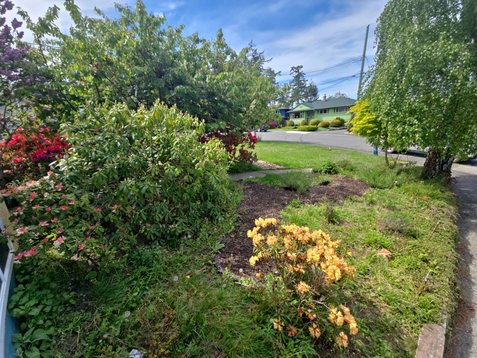 Front Yard Ecological Conversion – A West Coast-Inspired Low-Maintenance Oasis by Habanero Garden and Exterior Care