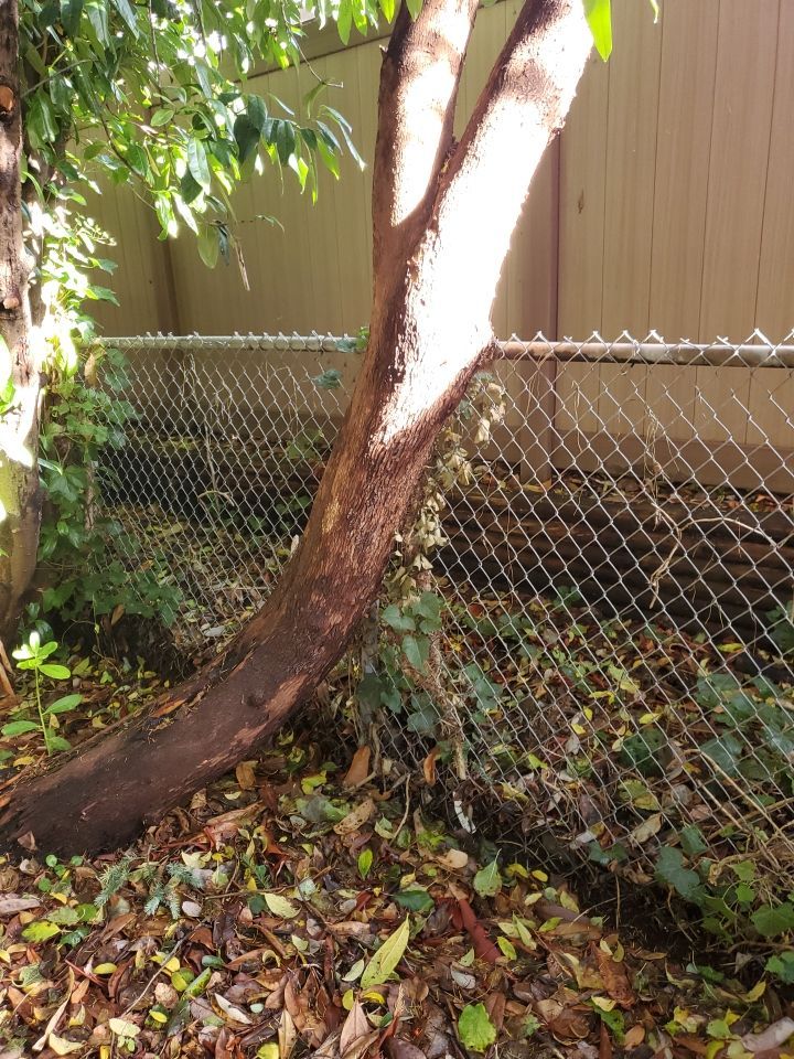 Tree Removal using Tree Removal by Mike Jones & Sons Tree Service LLC 