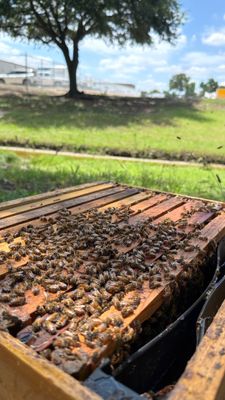 Industrial Bees