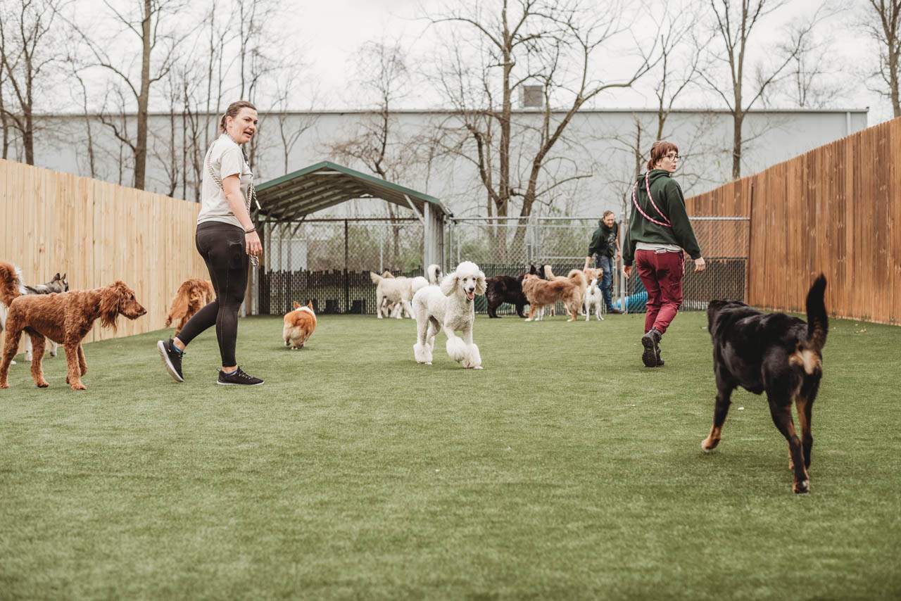 Pampered Pets K9Grass by ForeverLawn NEIN/INDY