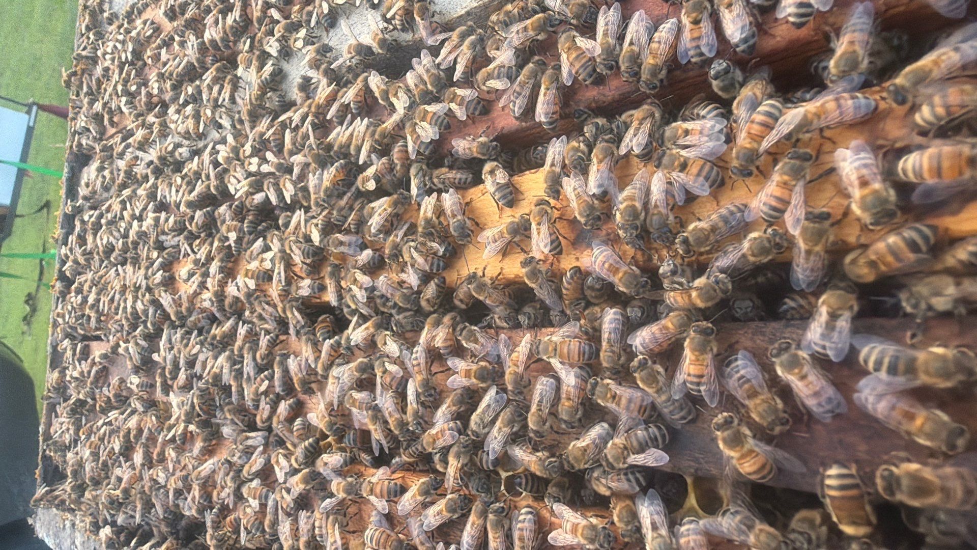 Double Family Property in Heath for Ag. Exemption by Rockwall Honey Bee Company