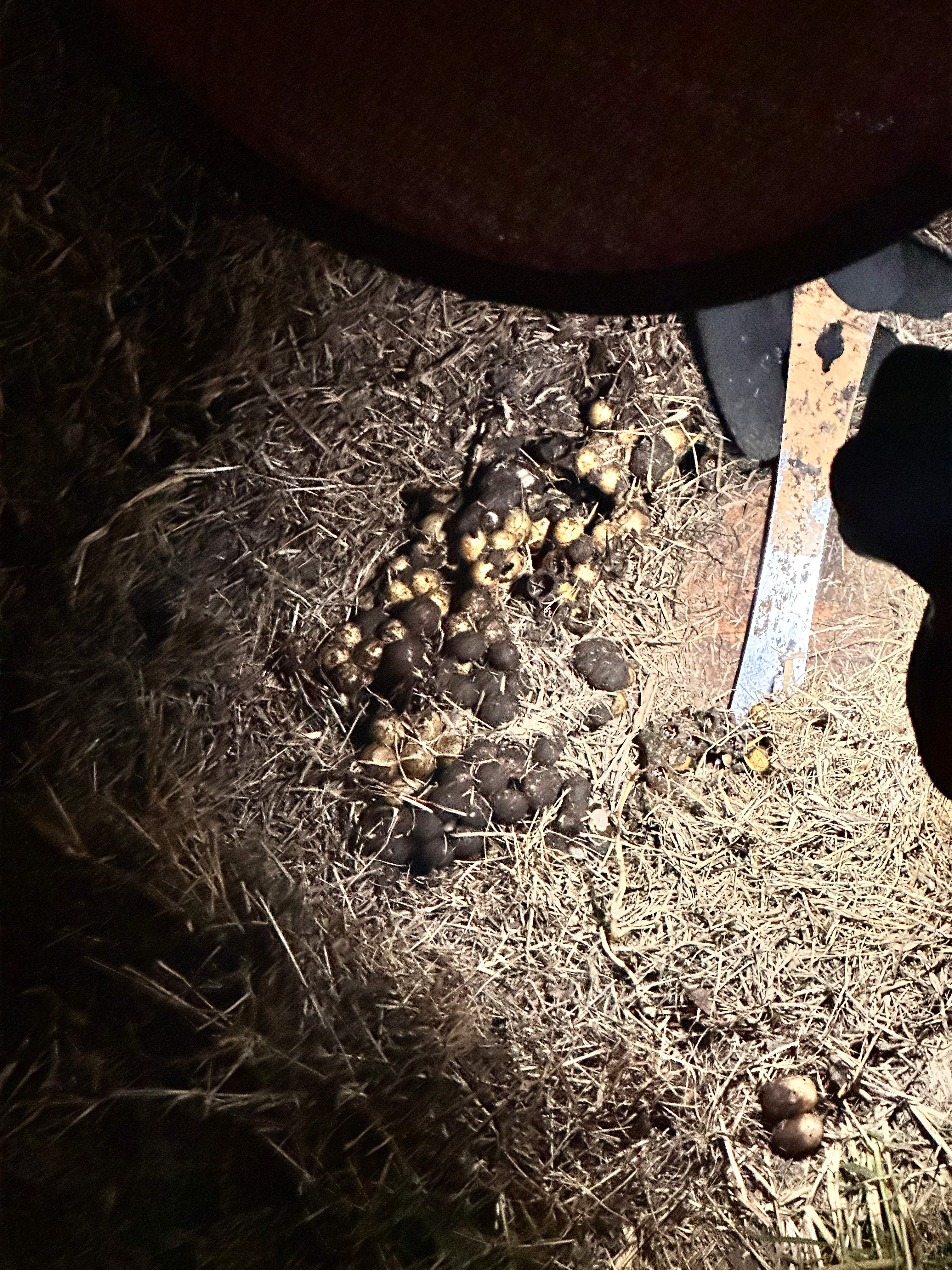 Bumblebees! by Rockwall Honey Bee Company