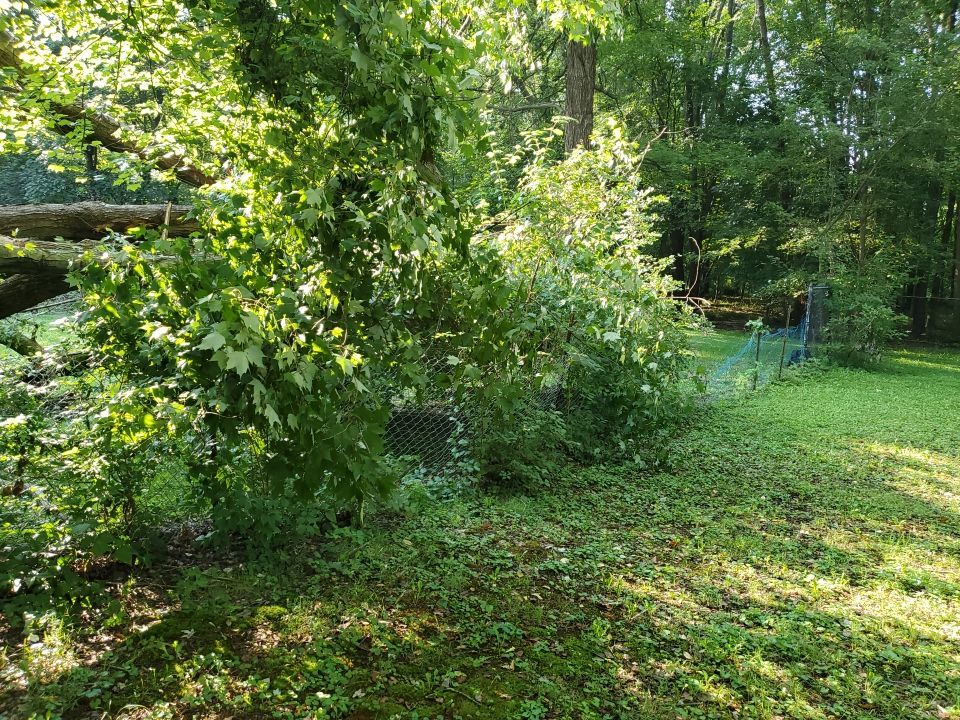 Storm Damaged Tree Removal  by Mike Jones & Sons Tree Service LLC 