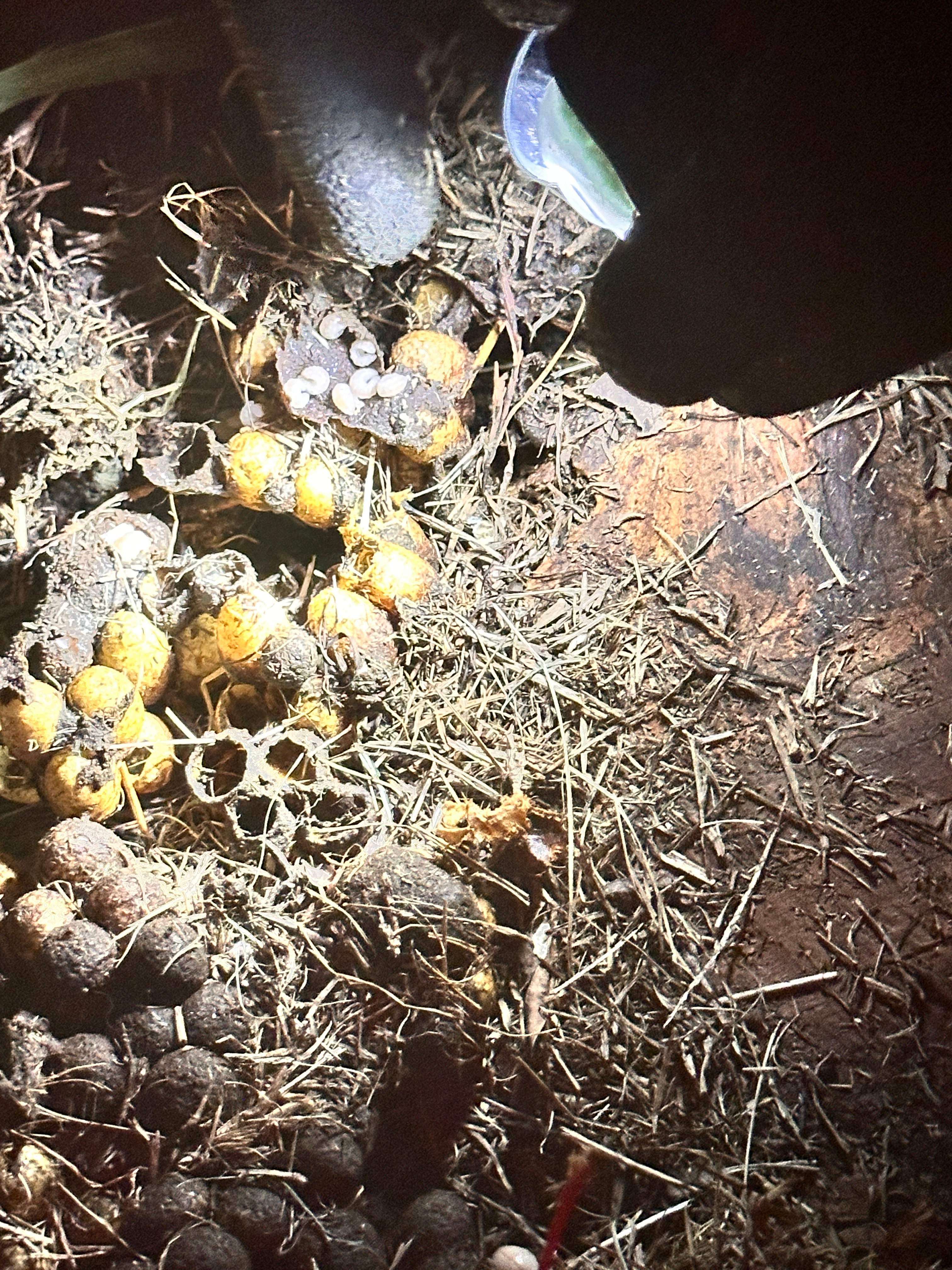 Bumblebees! by Rockwall Honey Bee Company