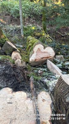 Bigleaf Maple Tree Removal in Sammamish