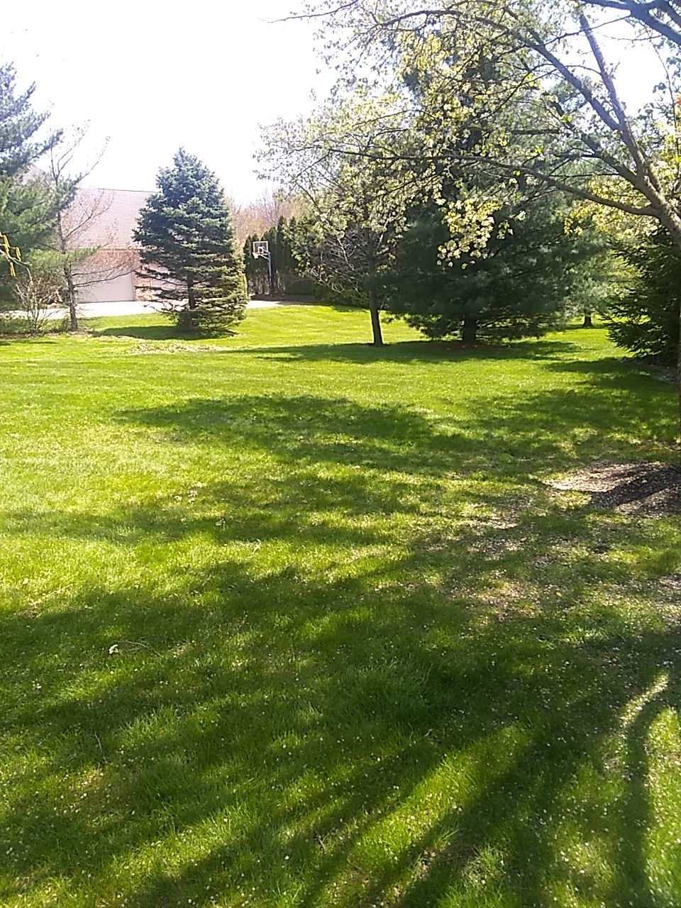 Tree Trimming using Tree Pruing by Mike Jones & Sons Tree Service LLC 