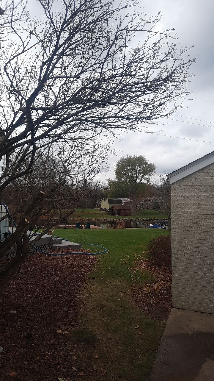 Tree Trimming using Tree Pruing by Mike Jones & Sons Tree Service LLC 