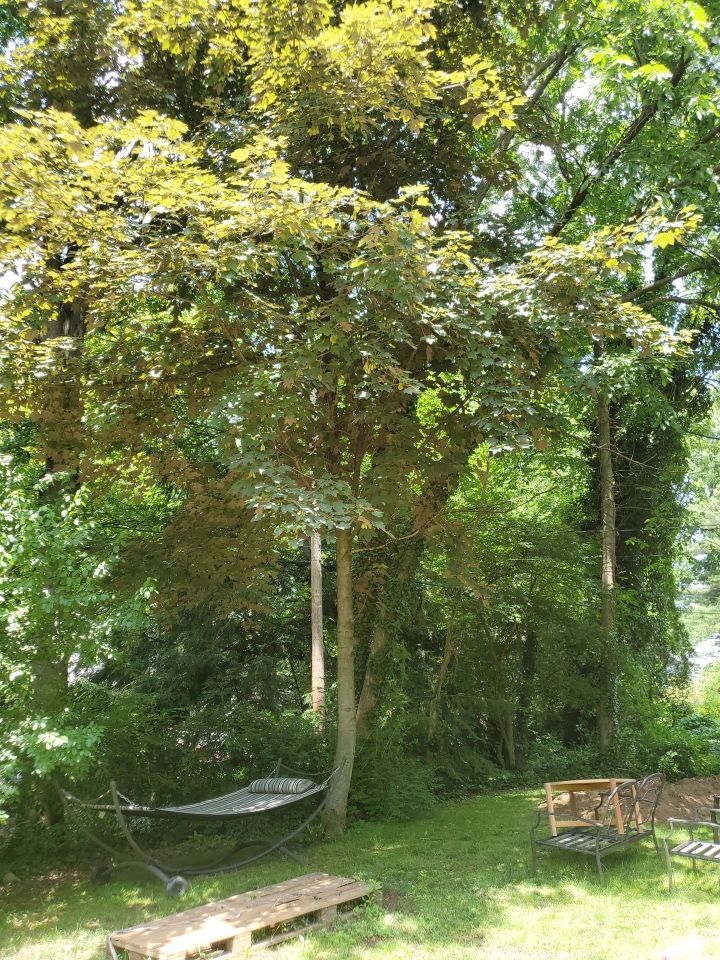 Tree Removal using Tree Removal by Mike Jones & Sons Tree Service LLC 